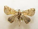 Polychrysia esmeralda - Hodges#8901