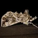 Polychrysia morigera - Hodges#8902 - photo 3