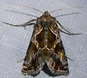 Polychrysia morigera - Hodges#8902 - photo 4
