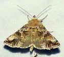 Polychrysia morigera - Hodges#8902 - photo 5