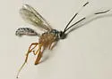 Polycyrtus neglectus - photo 2
