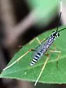 Polycyrtus neglectus - photo 4