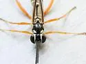 Polycyrtus neglectus - photo 5