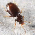 Polyderis laeva - photo 2