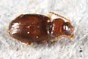 Polyderis laeva - photo 3