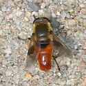 Polydontomyia curvipes - Polydontomyia curvipes