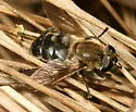 Polydontomyia curvipes - photo 2