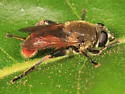 Polydontomyia curvipes - photo 3