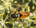 Polydontomyia curvipes - photo 4