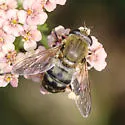 Polydontomyia curvipes - photo 5
