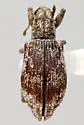 Polydrusus americanus
