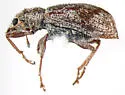 Polydrusus americanus - photo 2