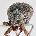 Polydrusus americanus - photo 3