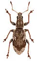 Polydrusus americanus - photo 4