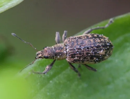 Polydrusus cervinus