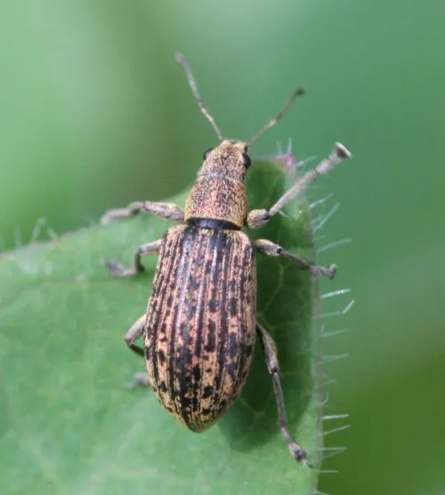 Polydrusus cervinus - photo 2