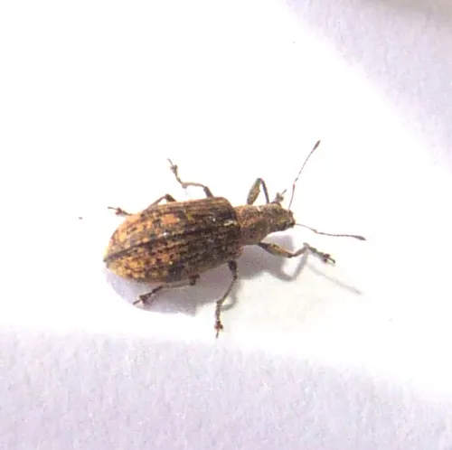 Polydrusus cervinus - photo 3