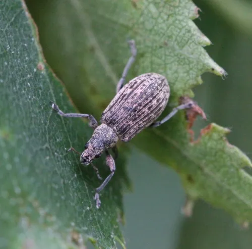Polydrusus cervinus - photo 4
