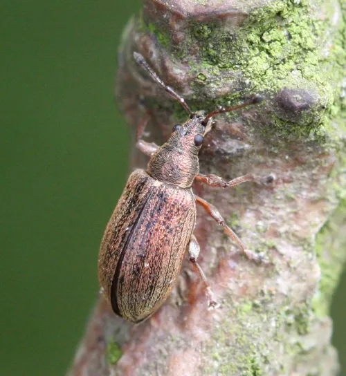 Polydrusus cervinus - photo 6