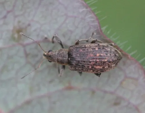 Polydrusus cervinus - photo 7