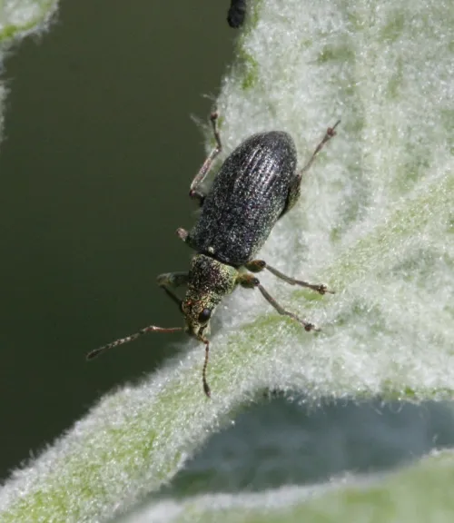 Polydrusus cervinus - photo 8