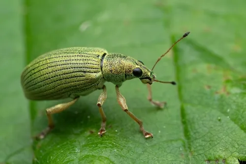 Polydrusus formosus - Polydrusus formosus