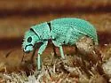 Polydrusus hassayampus