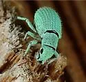 Polydrusus hassayampus - photo 2
