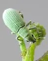 Polydrusus hassayampus - photo 3