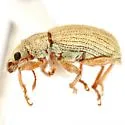 Polydrusus ochreus - photo 2