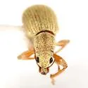 Polydrusus ochreus - photo 4