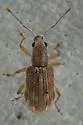 Polydrusus partitus