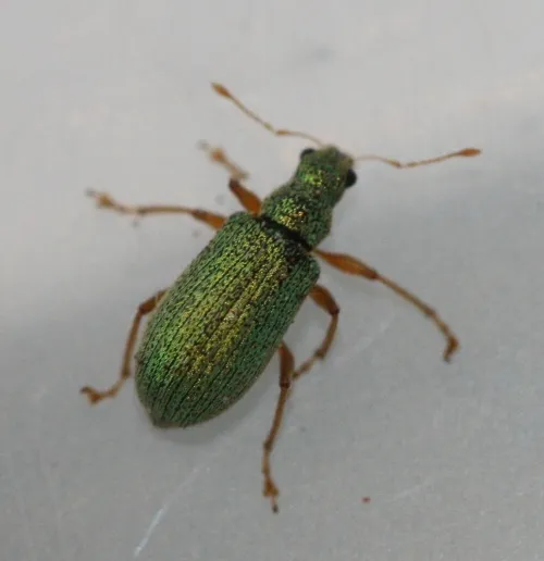 Polydrusus pterygomalis - Polydrusus pterygomalis