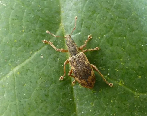 Polydrusus tereticollis - Polydrusus tereticollis