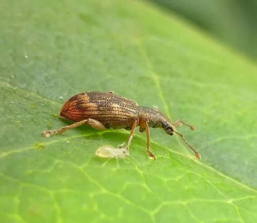 Polydrusus tereticollis - photo 2