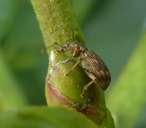 Polydrusus tereticollis - photo 3