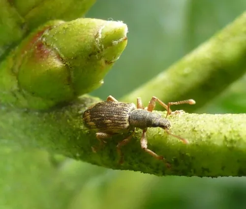 Polydrusus tereticollis - photo 4