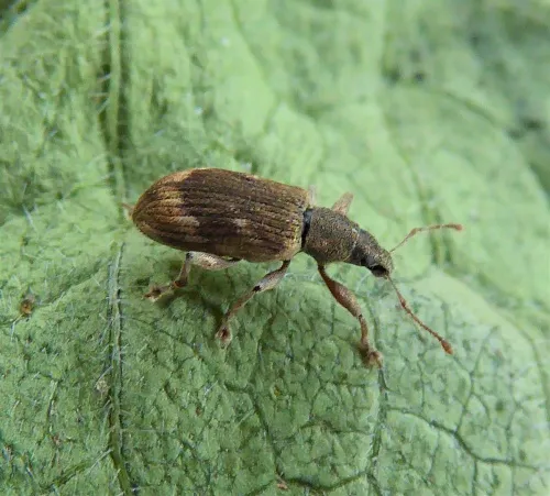 Polydrusus tereticollis - photo 5