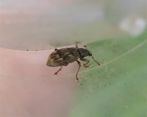 Polydrusus tereticollis - photo 6