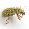Polydrusus unnamed