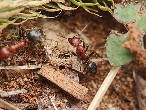 Bicolored Amazon ant