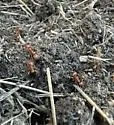 Broad-headed Amazon Ant