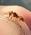 Broad-headed Amazon Ant - photo 2