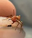 Broad-headed Amazon Ant - photo 3