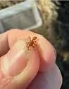 Broad-headed Amazon Ant - photo 4