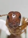 Broad-headed Amazon Ant - photo 5