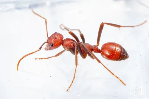 Long-horned Amazon ant