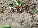 Shining Amazon ant