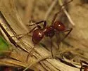 Shining Amazon ant - photo 2