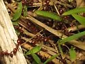 Shining Amazon ant - photo 3